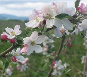 Peach tree blossoms photo